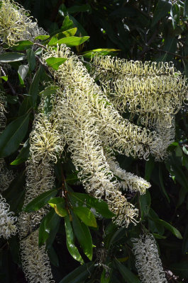 Ivory Curl (Buckinghamia celsissima)