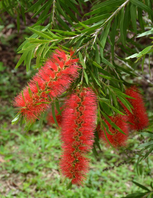 Bottlebrush (Melaleuca [Callistemon] sp)
