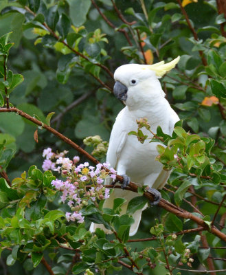# Sulphur-crested Cockatoo #