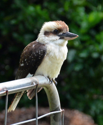 Laughing Kookaburra