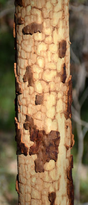 burnt trunk