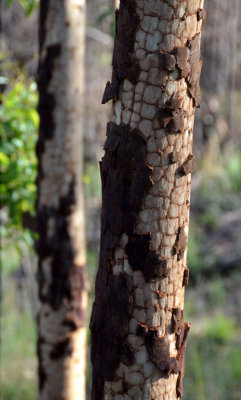 burnt Lemon-scented Gum (Corymbia citriodora)