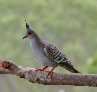 Crested Pigeon