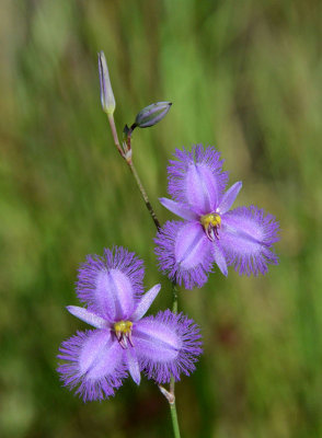 a fringe-lily (Thysanotus banksii)