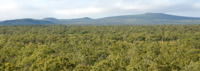 Undara savanna landscape