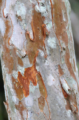 Python Tree (Gossia bidwillii)