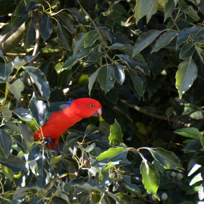 King Parrot male