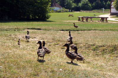 Duck Off!