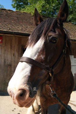 Horseface