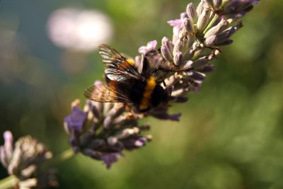 Collecting Pollen