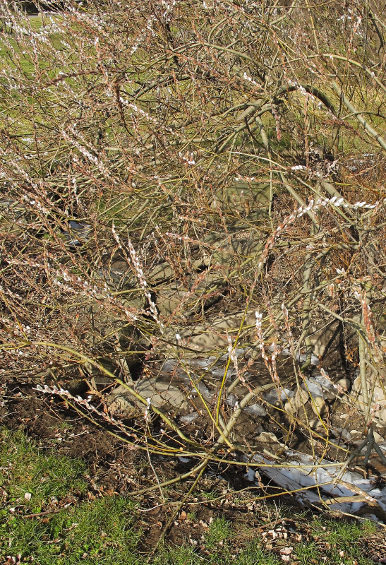 Pussy Willow Bush Buds
