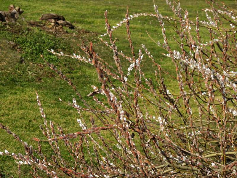 Pussy Willow Bush Buds