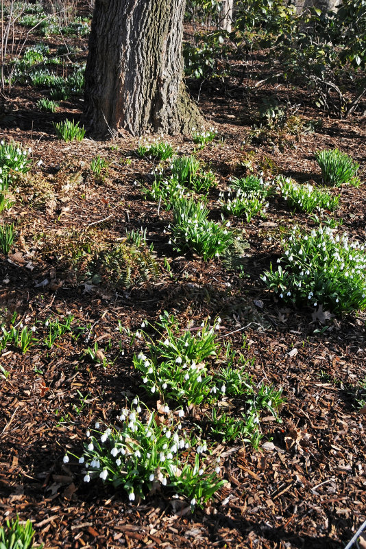 Snowdrops or Galanthus