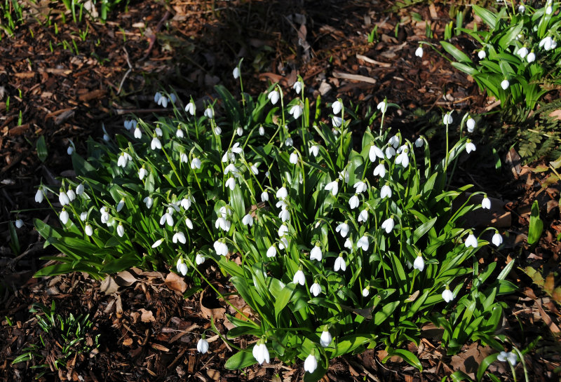 Snowdrops or Galanthus