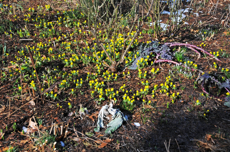 Mostly Winter Aconite or Eranthis