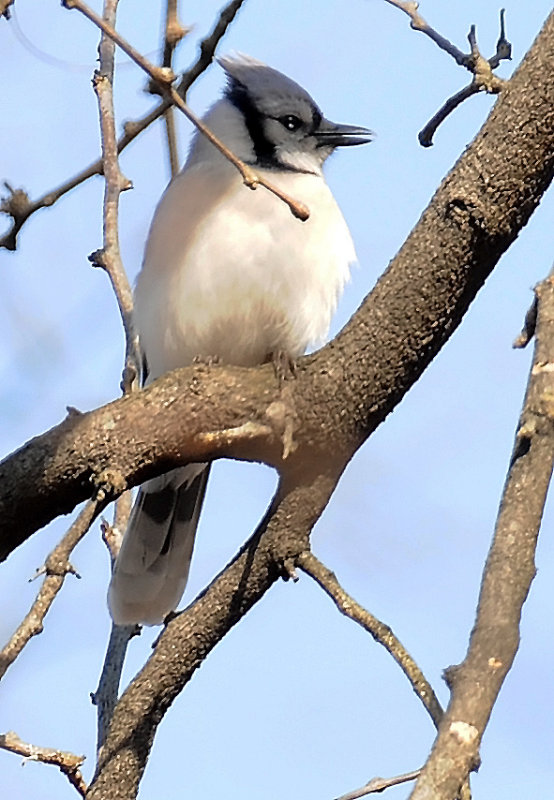 Blue Jay or Cyanocitta cristata