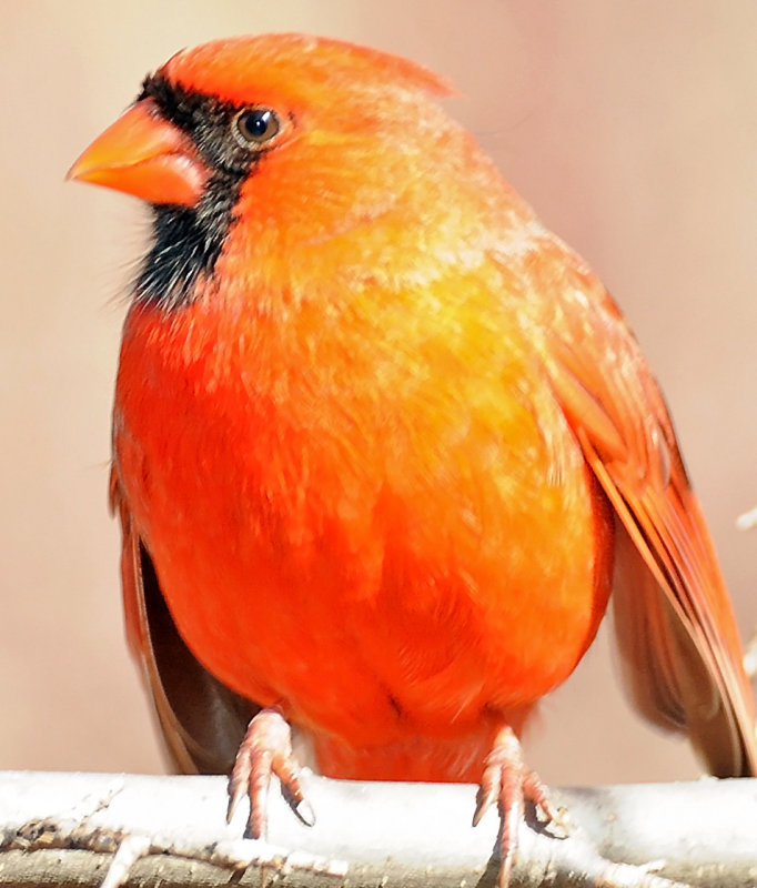 Northern Cardinal or Cardinalis cardinalis