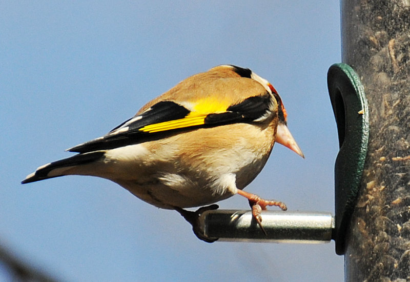 European Goldfinch or Carduelis carduelis