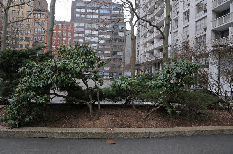 Dying Rhododendron Bushes