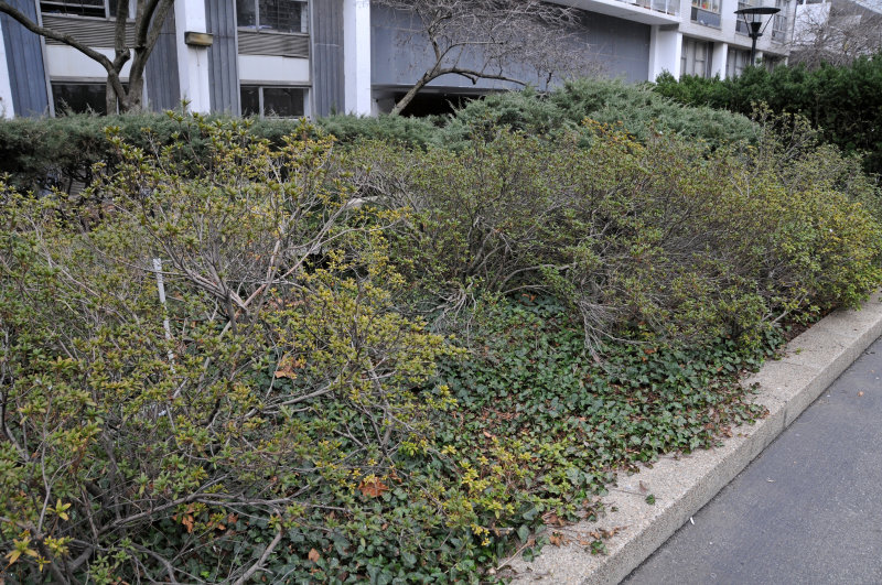 Dying Azalea Bushes