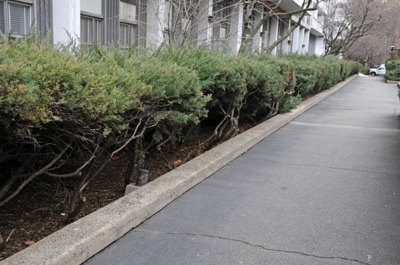 Dying Juniper Bushes