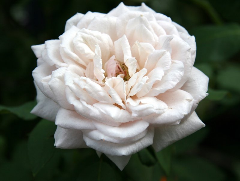 Souvenir de la Mal Maison Rose