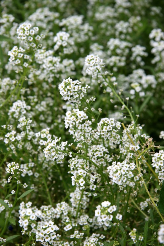 Alyssum