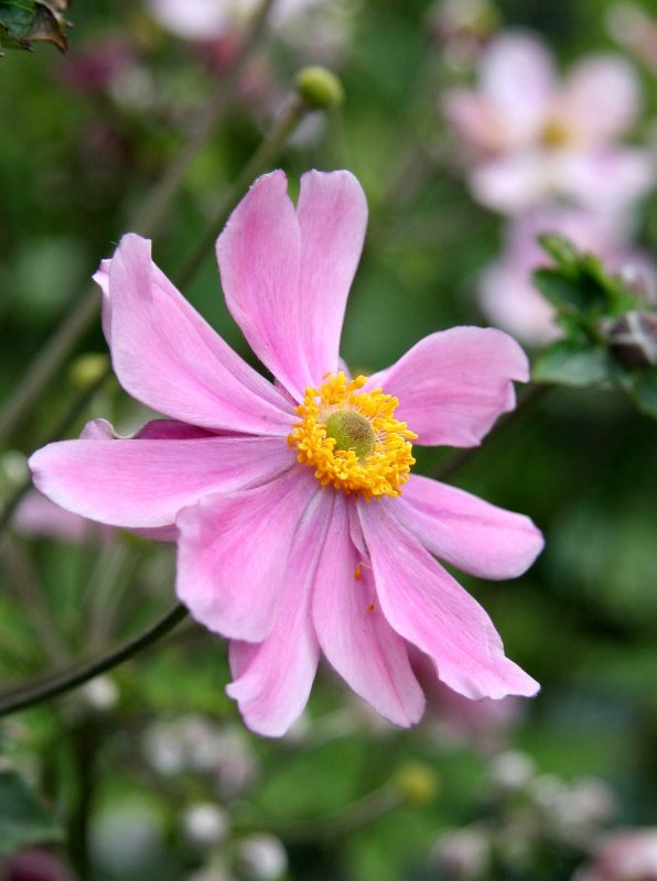 Japanese Anenome