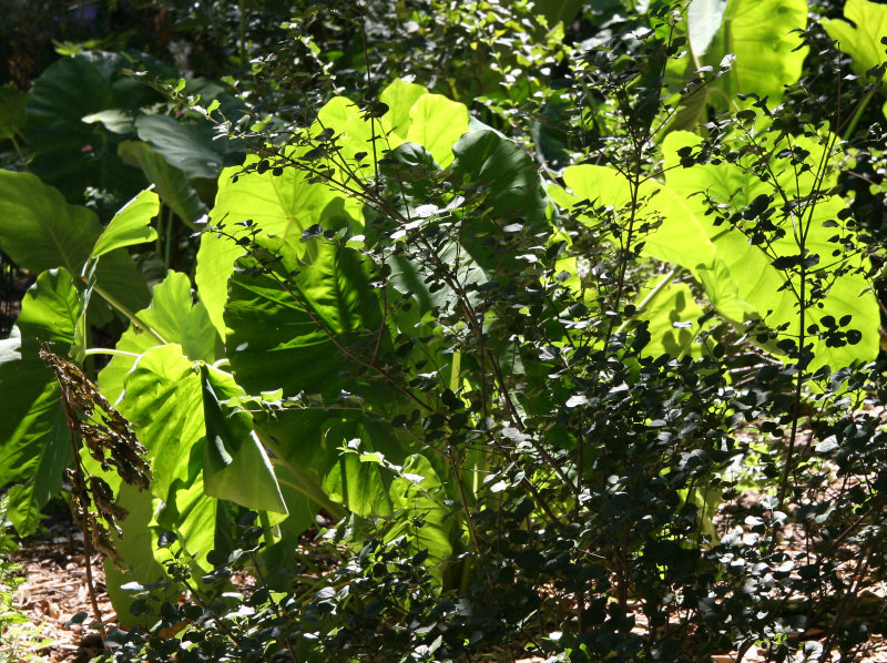 Elephant Ears