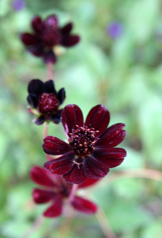 Chocolate Cosmea or Cosmos