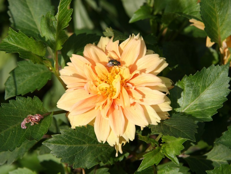 Peach Dahlia