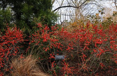 November 15, 2009 - Brooklyn Botanic Garden