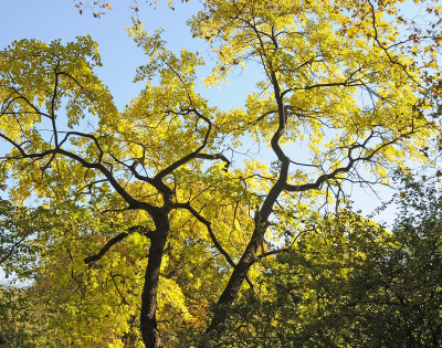 October 16, 2012 Photo Shoot - Central Park 