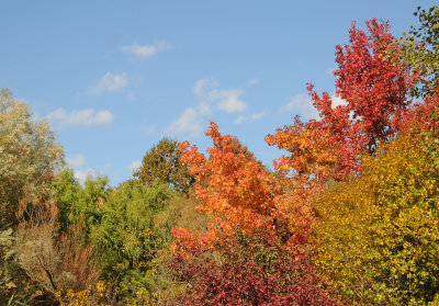 Fall October 12, 2012 - New York Botanical Garden