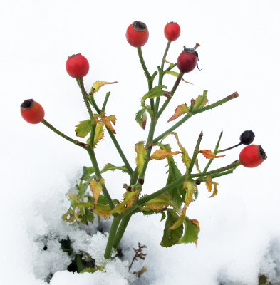 Red Rose Hips in the Snow