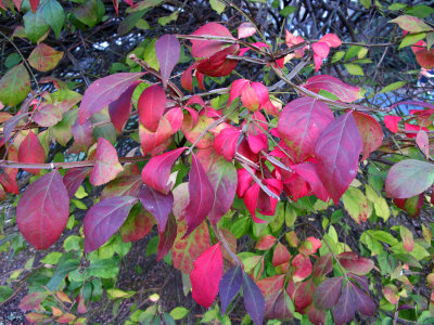 Burning Bush Fall Foliage