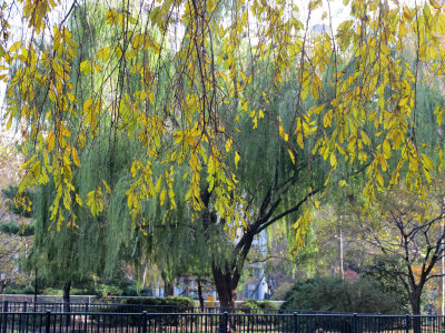 November 11, 2012 Photo Shoot - Washington Square & SOHO Area