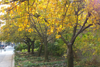 Cherry Tree Row To Be Destroyed