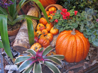 Holiday Window - University Place Florist 