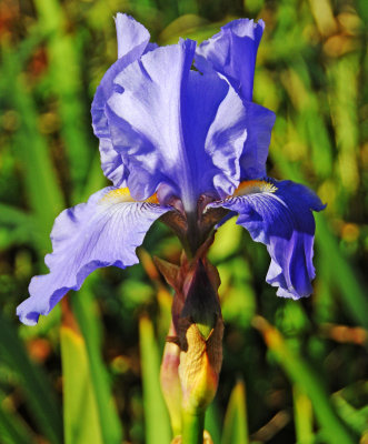 Blue Iris - Unusual Bloom in December