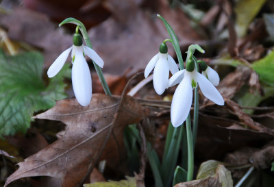 Snowdrops in the Shakespeare Garden