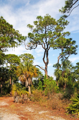 Honeymoon Island & Caladesi Beach - Dunedin, Florida