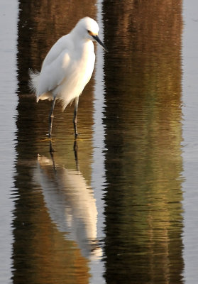 Snowy Egret Caught in Pier Piling Reflections