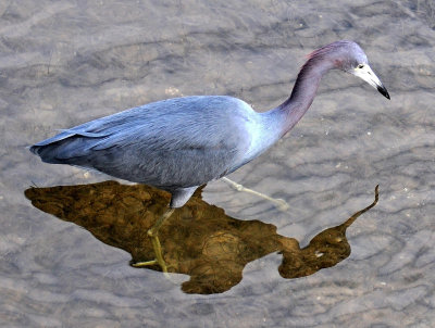 Female Little Blue Heron Standing on Her Shadow