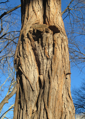 Black Locust Ghost Tree in Broad Daylight 