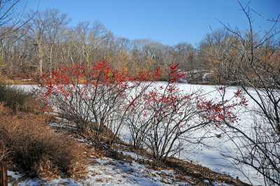 Red Berry Bushes on a Frozen Lakeshore