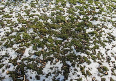 Melting Snow on Grass