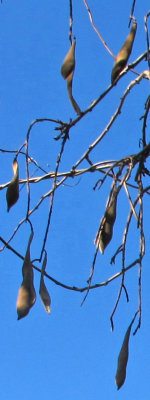 Wisteria Seed Pods