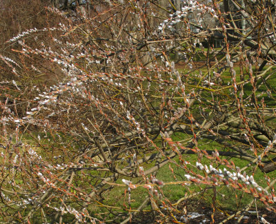 Pussy Willow Bush Buds