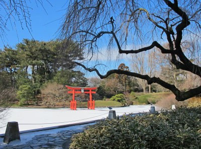 Frozen Pond in the Japanese Garden  